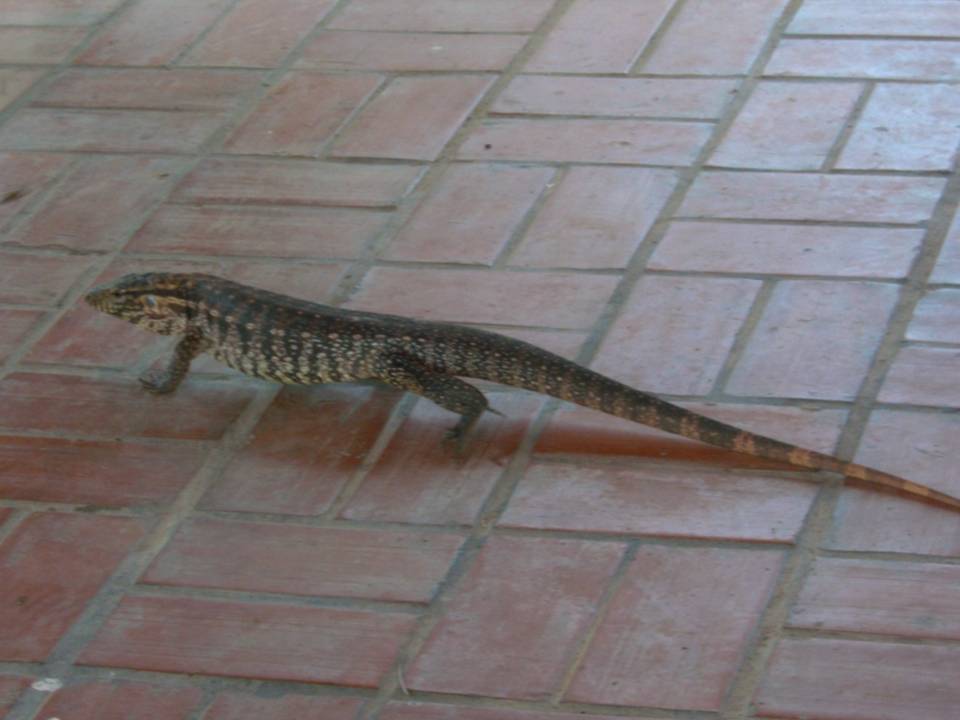 RED TEGU Salvator rufescens FAUNA PARAGUAY